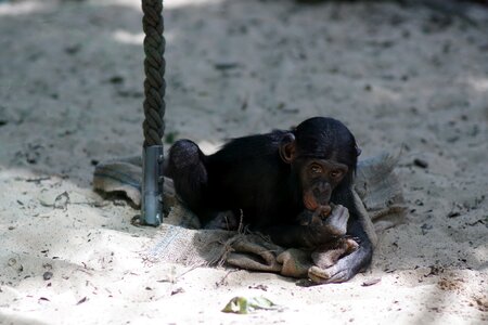 Play ape primate photo