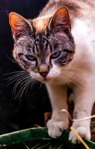 Cat portrait of cat feline