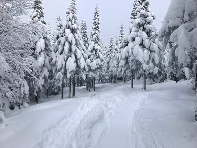 Québec canada forest