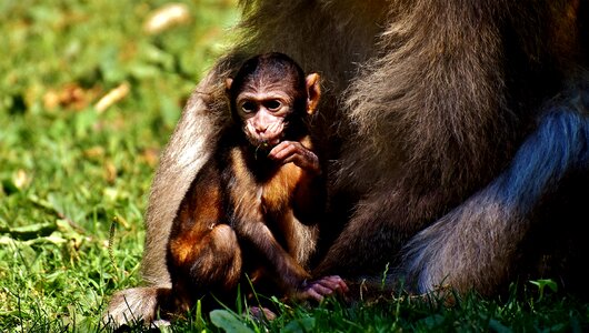 Monkey mountain salem animal wild animal