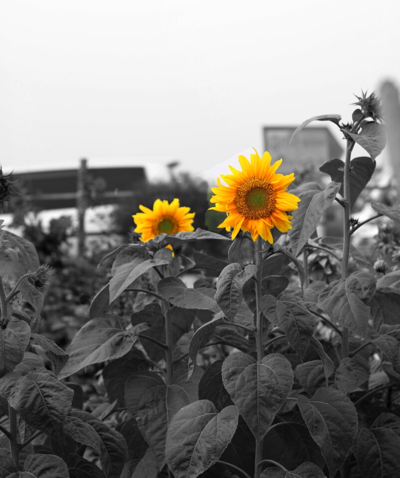 Sun nature gardening