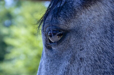 Profile breed reflection