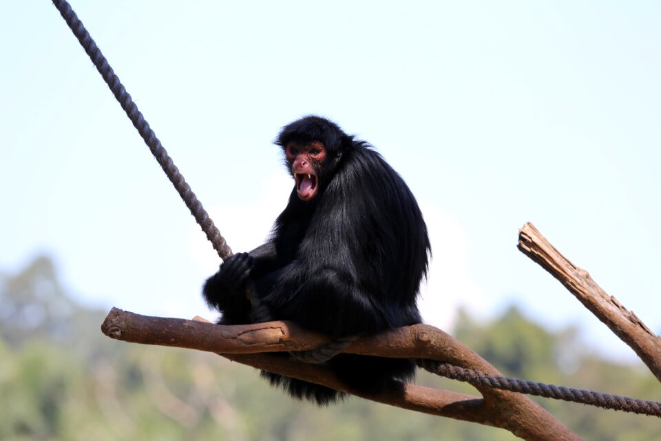 Zoo primate red face