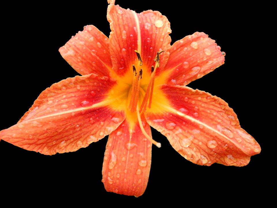 Hemerocallis bloom flower