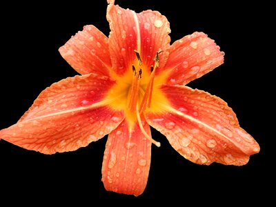Hemerocallis bloom flower photo