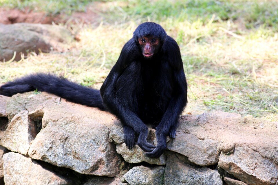 Zoo primate red face