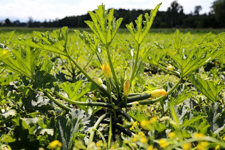 Field food agriculture photo