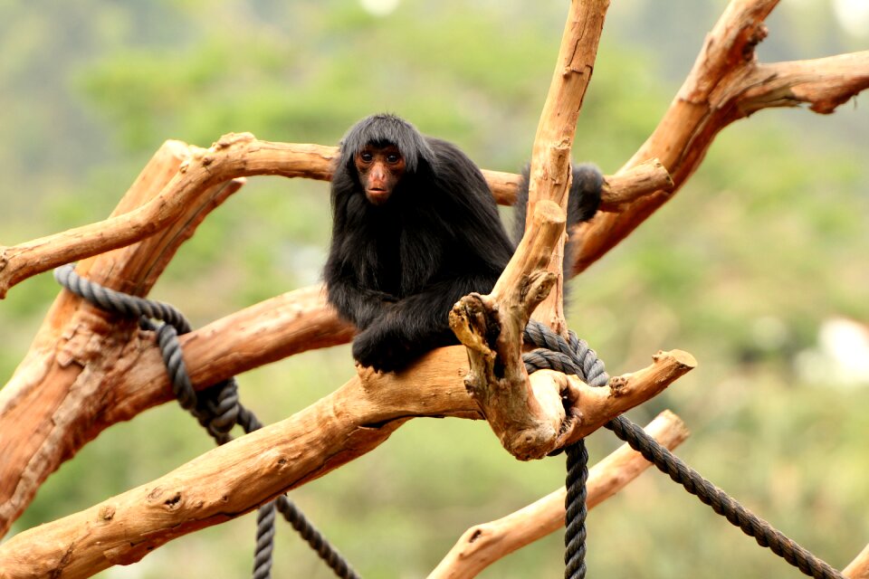 Zoo primate red face