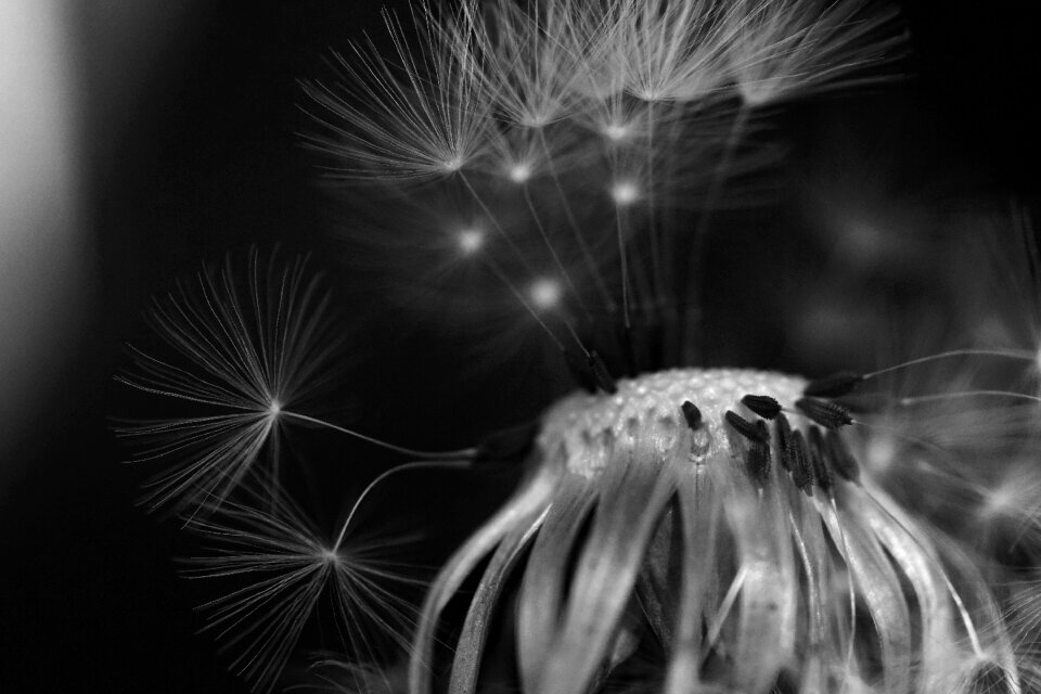 Black and white close up seeds