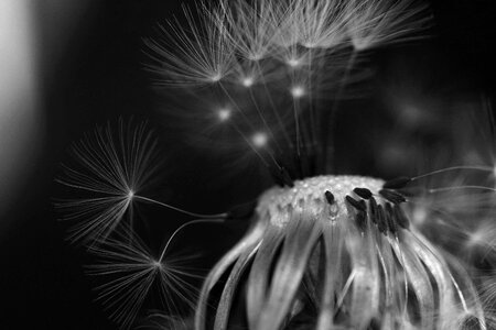 Black and white close up seeds photo