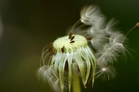 Dandelion macro Free photos