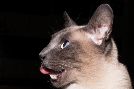 Kitten pet cat face