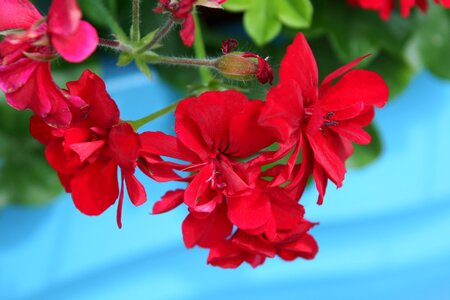 Geranium flower summer