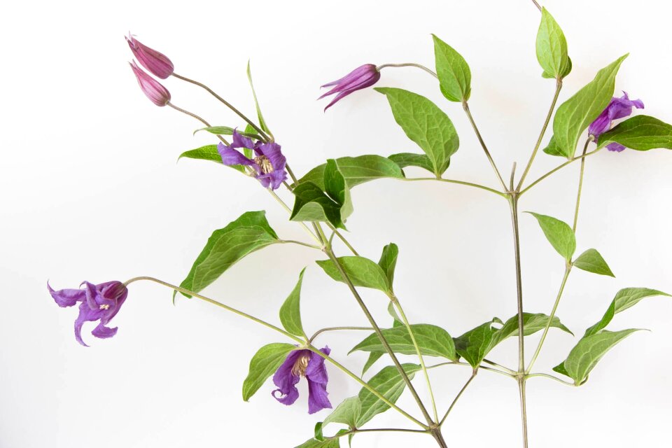 Purple flower plant white background