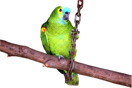 Looking pet bird zoo
