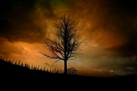 Mood mystical lone tree