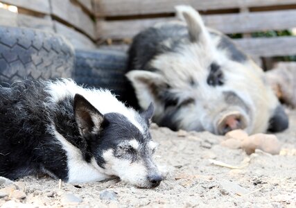 Dirty dog farm photo