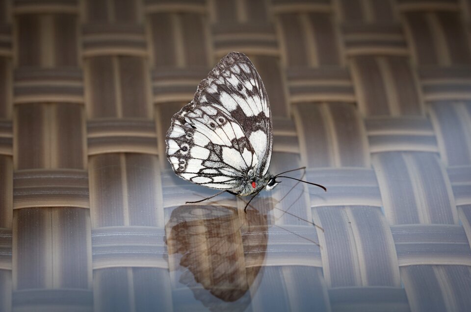 Flight insect wing close up