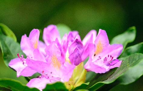 Bougainvillea blossom plant