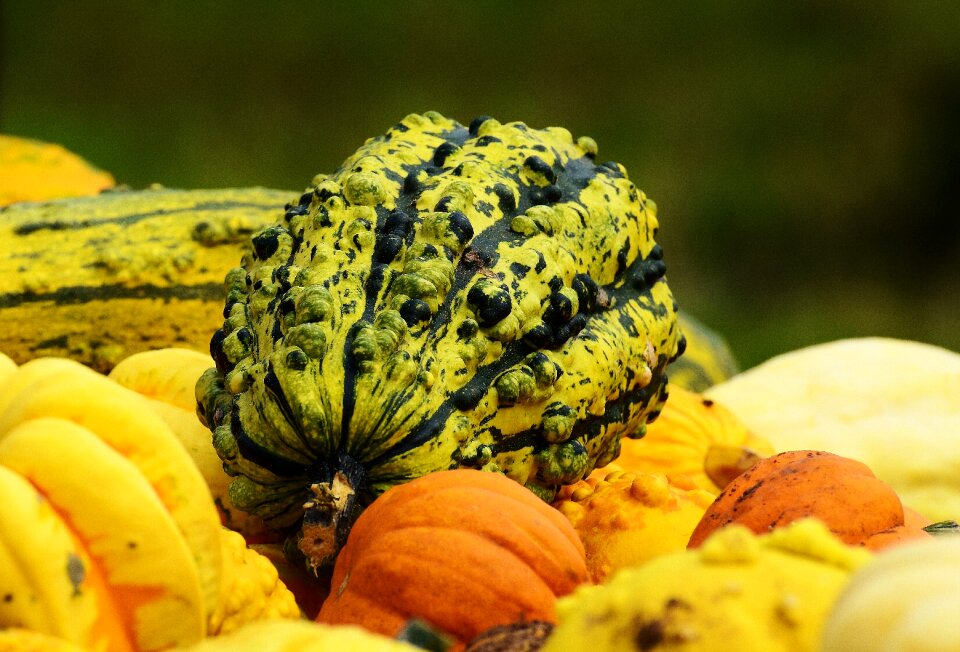 Harvest decorative squashes decoration