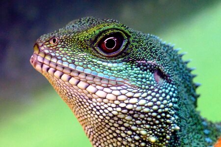 Water dragon china
