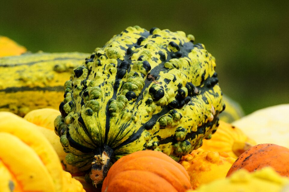 Harvest decorative squashes decoration