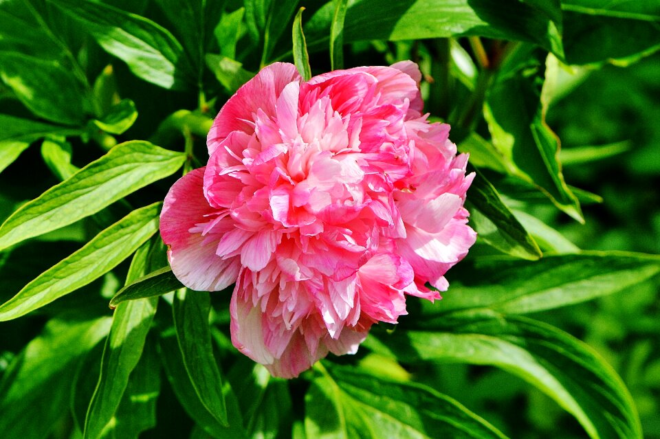Blossom bloom nature