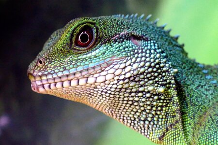 Water dragon china