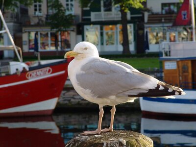 Water bird sea animal photo