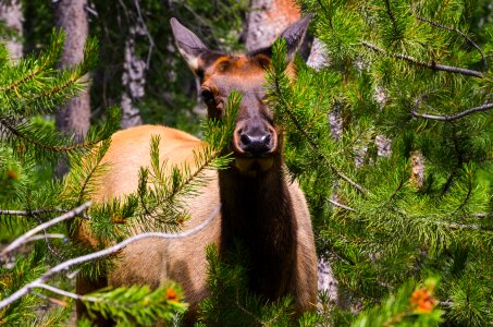 Roe deer nature yellowstone national park