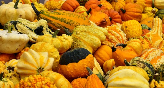 Harvest decorative squashes decoration