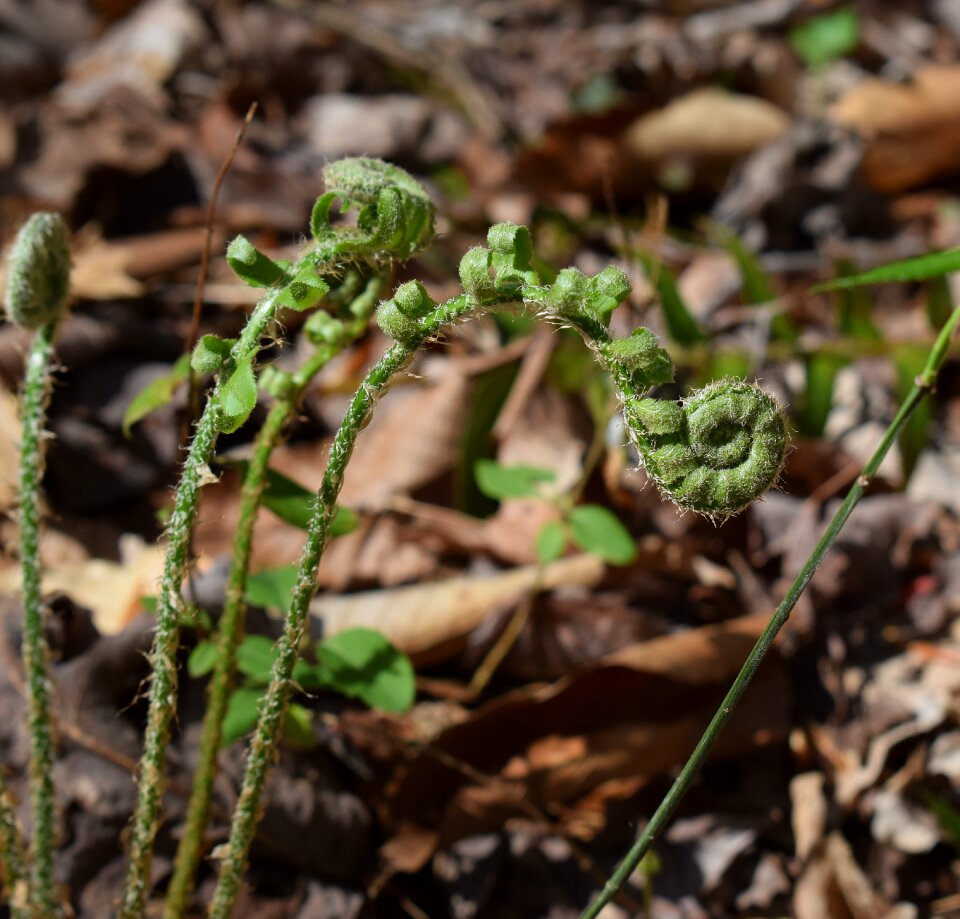 Fiddleheads new spring