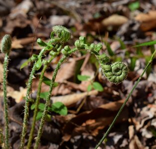 Fiddleheads new spring photo