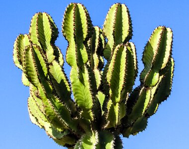 Cactus thorns plant