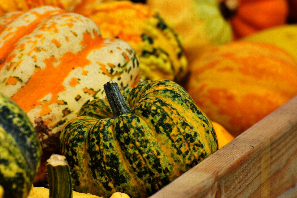 Harvest decorative squashes decoration