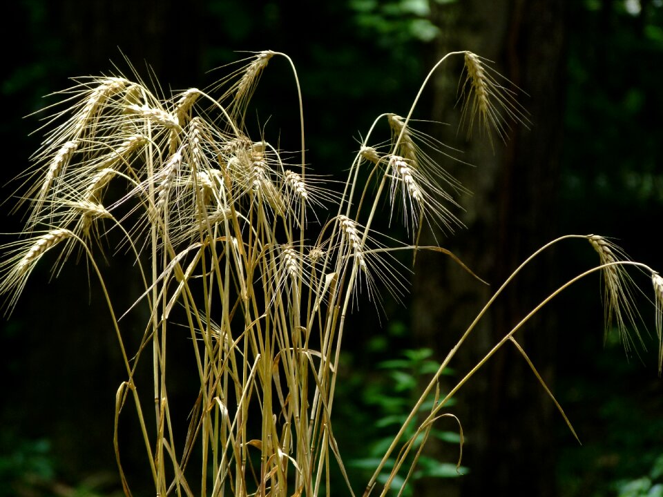 Harvest agriculture crop