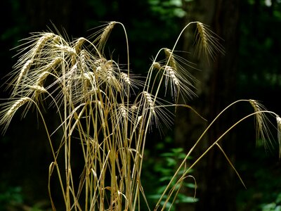 Harvest agriculture crop