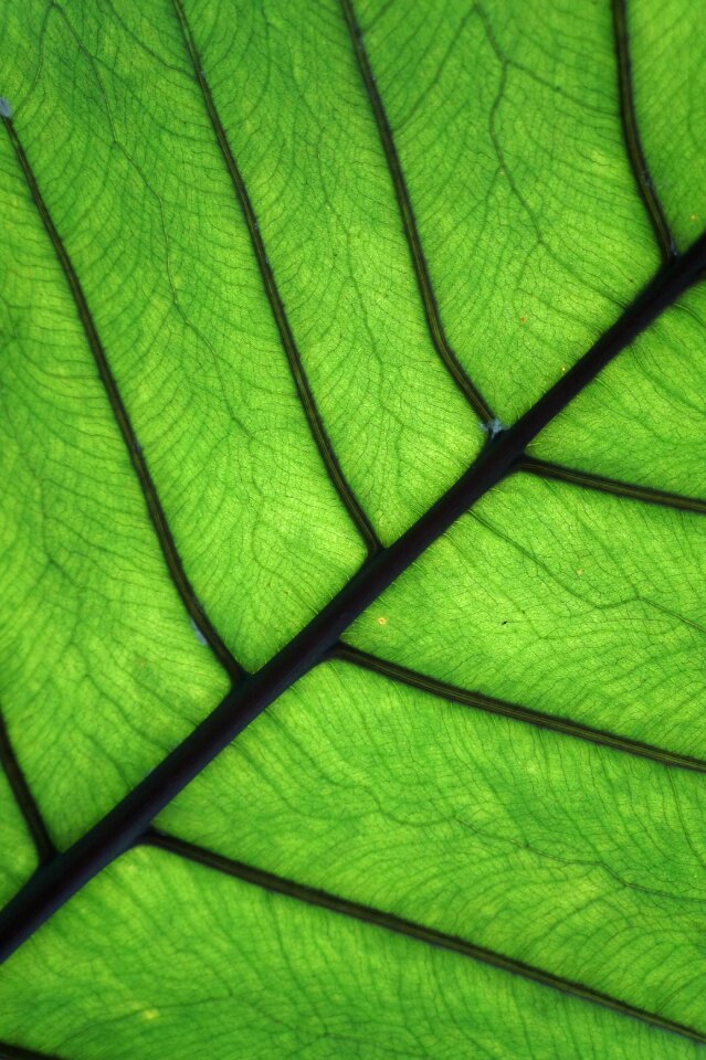 Nature leaves backlighting