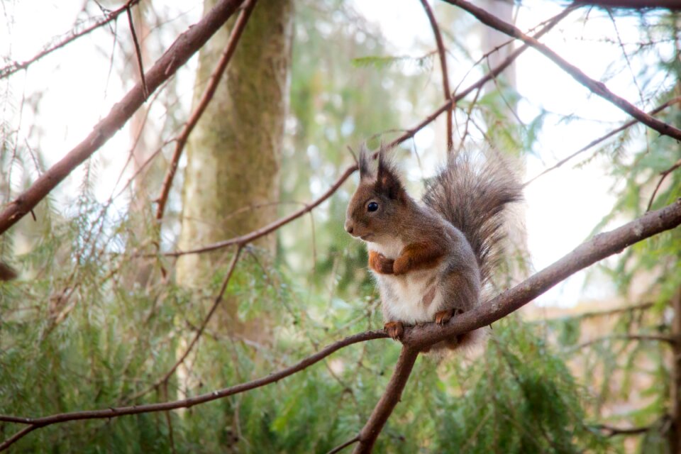 Animal finnish nature