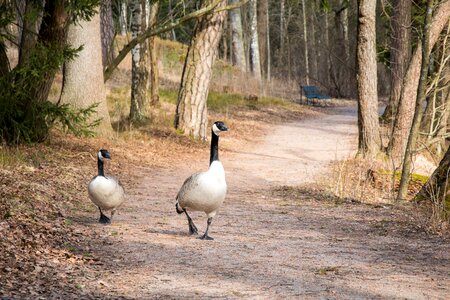 Branta canadensis nature nature photo photo