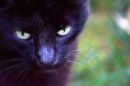 Cat face cat head black cat
