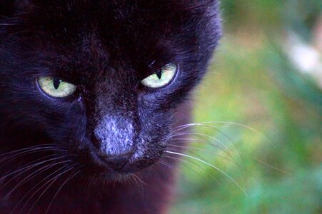 Cat face cat head black cat photo