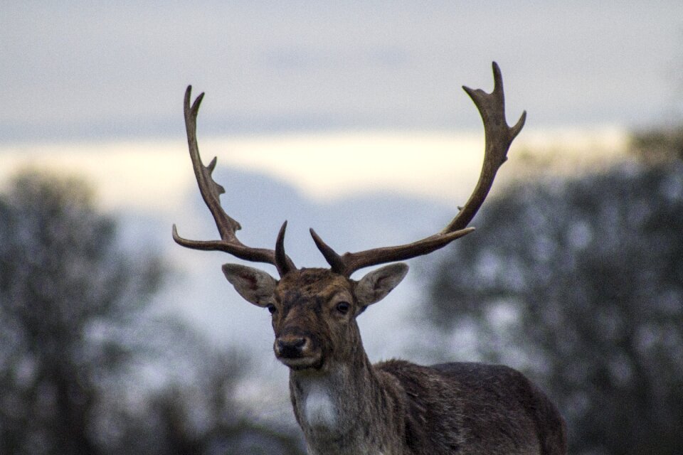 Buck mammal animal photo