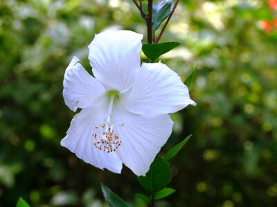 Herbal white rose green rose photo