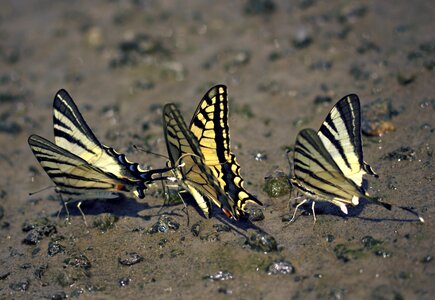 Dovetail drink insecta photo