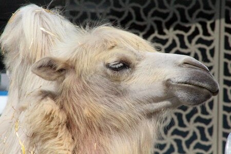 Circus zoo desert animal