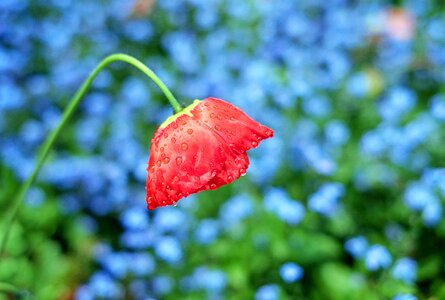 Bloom red raindrop