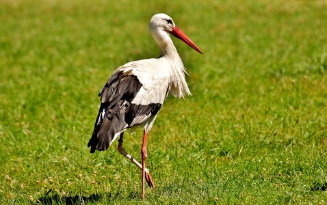 Plumage nature animals photo