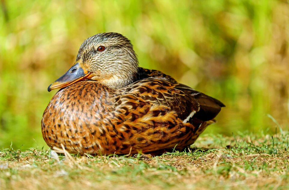 Meadow nature park