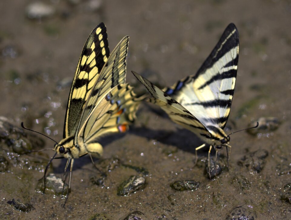 Dovetail drink insecta